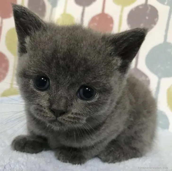ID：2210-02981の子猫