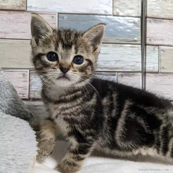 ID：2406-01381の子猫