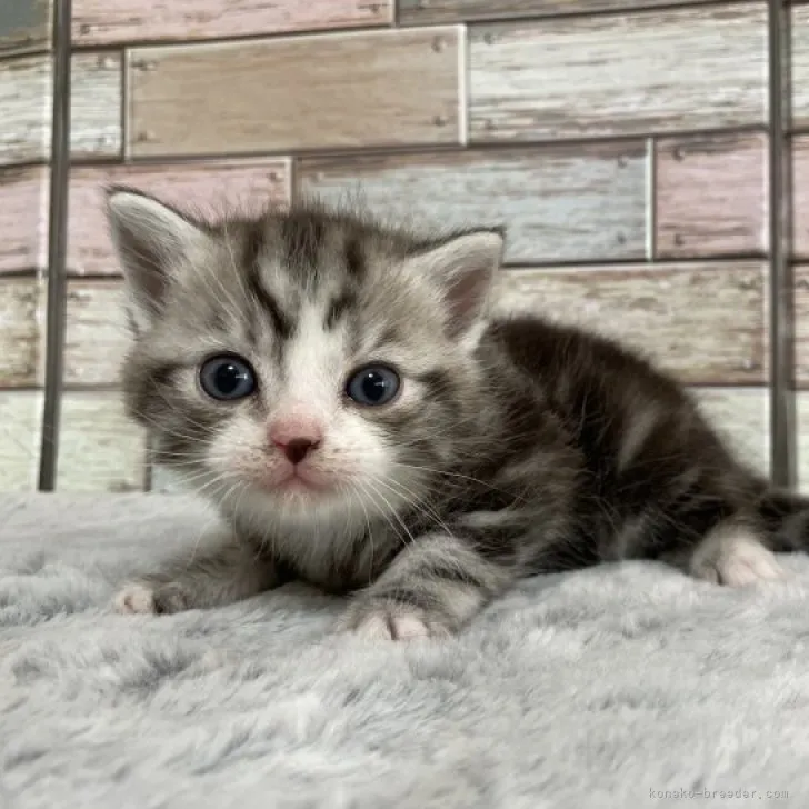 ID:2304-00470の子猫