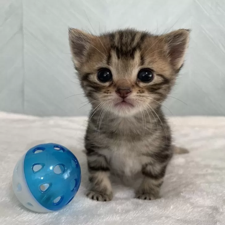 ID：2406-01382の子猫