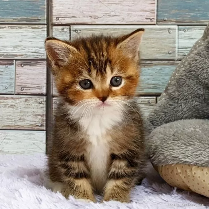 ID:2412-00982の子猫