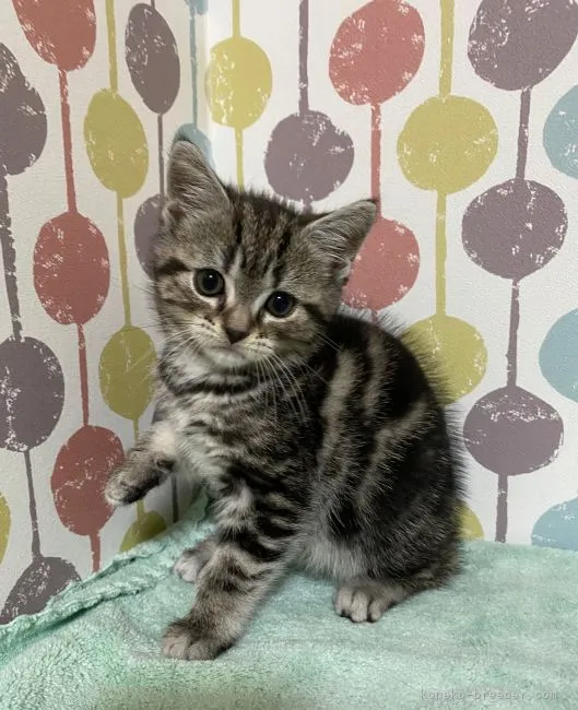ID:2205-03224の子猫
