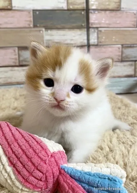 ID：2204-01921の子猫
