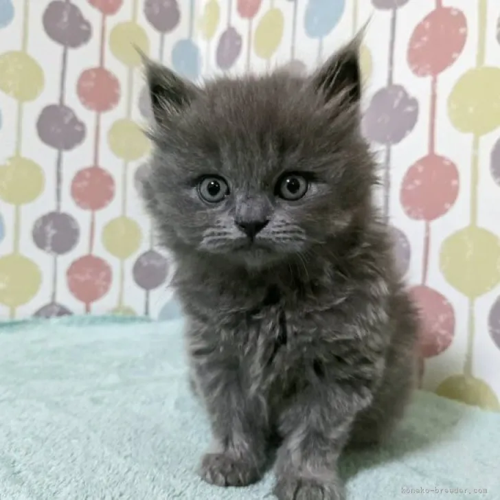 ID：2308-02086の子猫