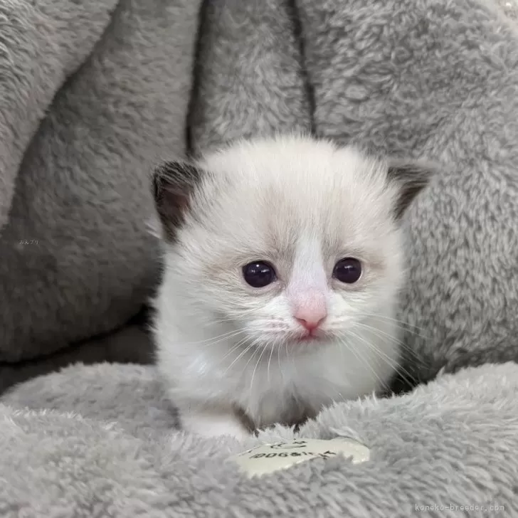 ID：2403-01712の子猫