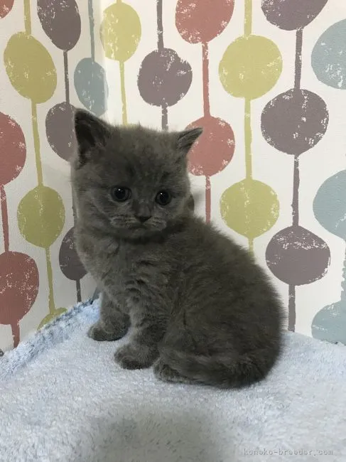 ID:2211-00553の子猫