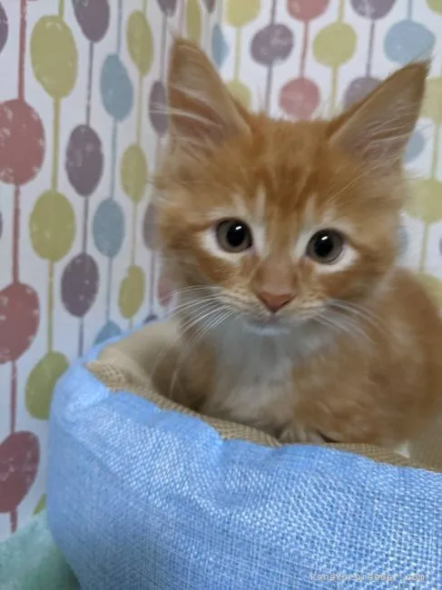 ID：2205-03249の子猫