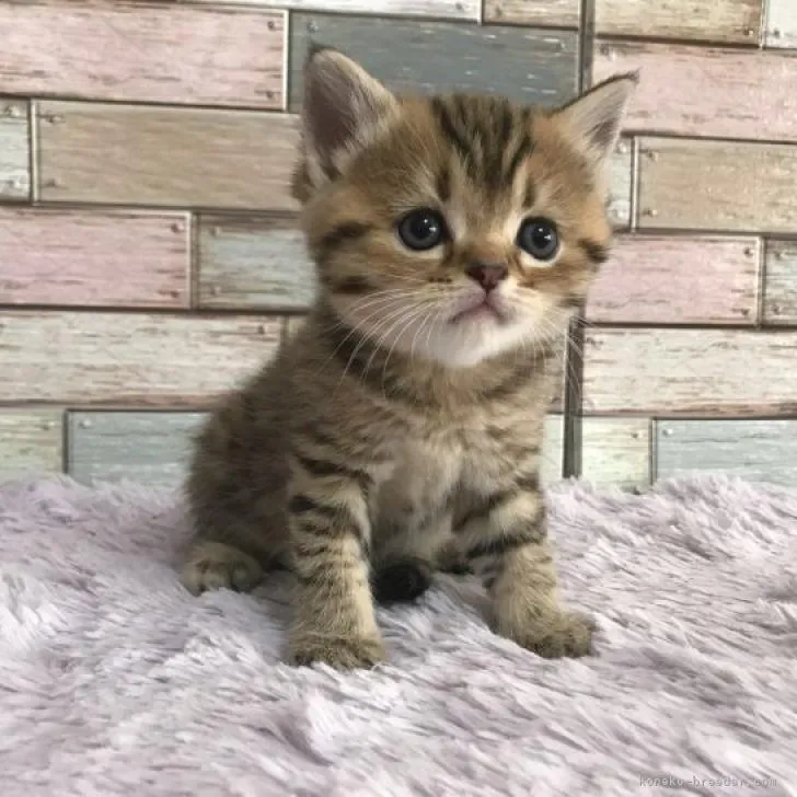 ID:2210-00936の子猫