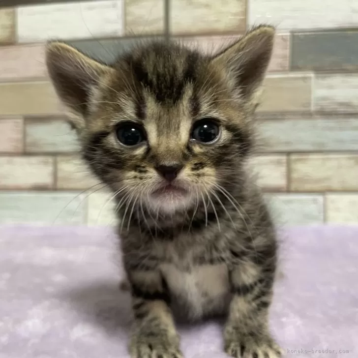 ID：2403-00796の子猫