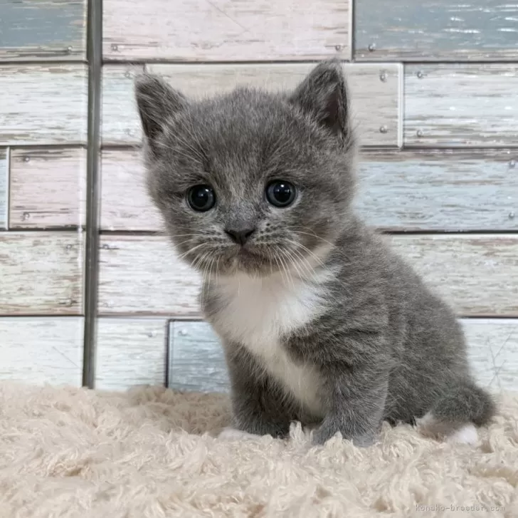 ID:2406-03778の子猫