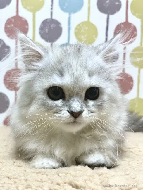 ID：2204-00439の子猫