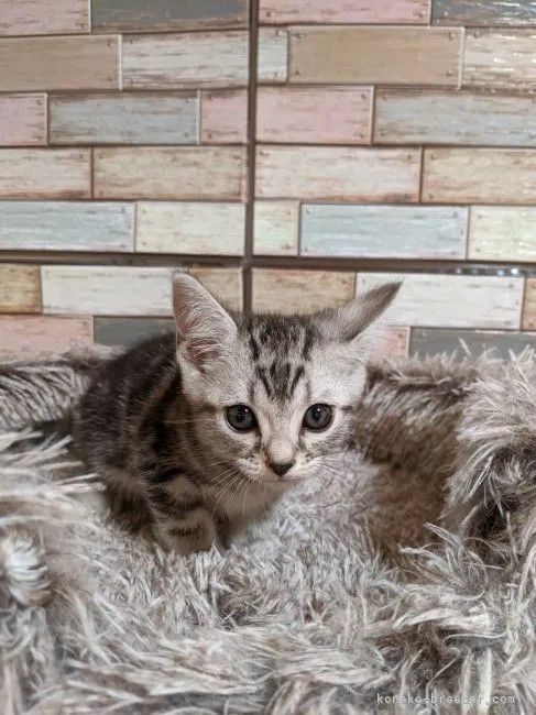 ID:2208-02750の子猫