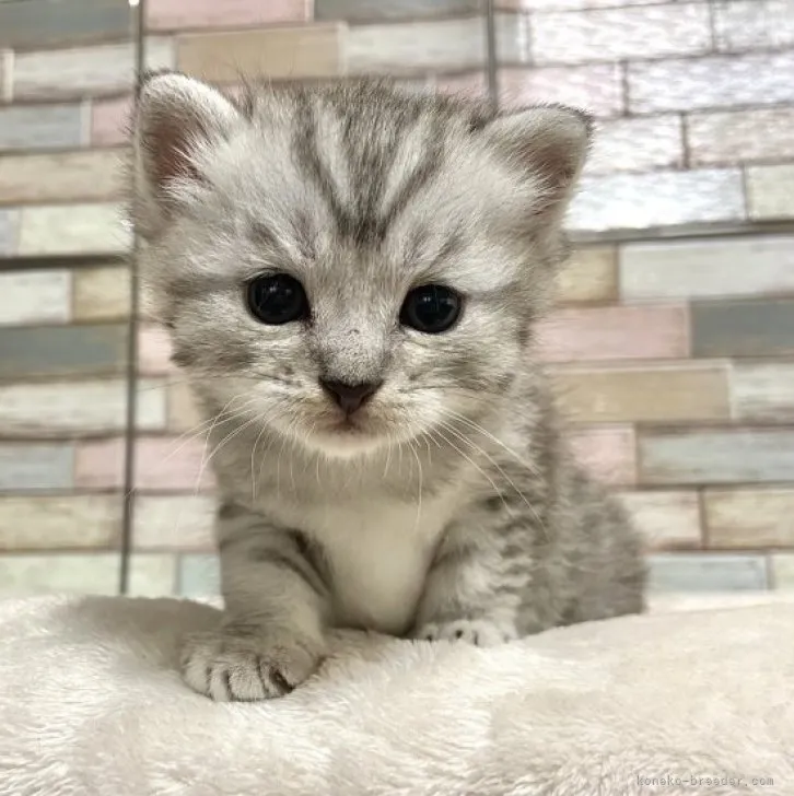 ID：2307-01268の子猫