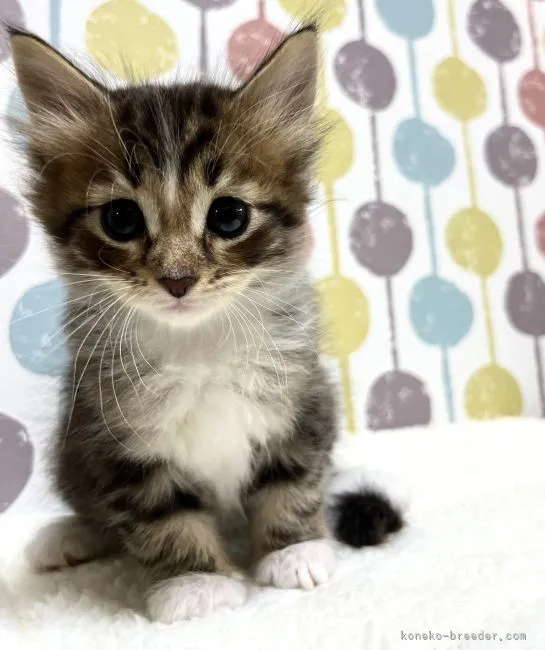 ID:2204-00688の子猫