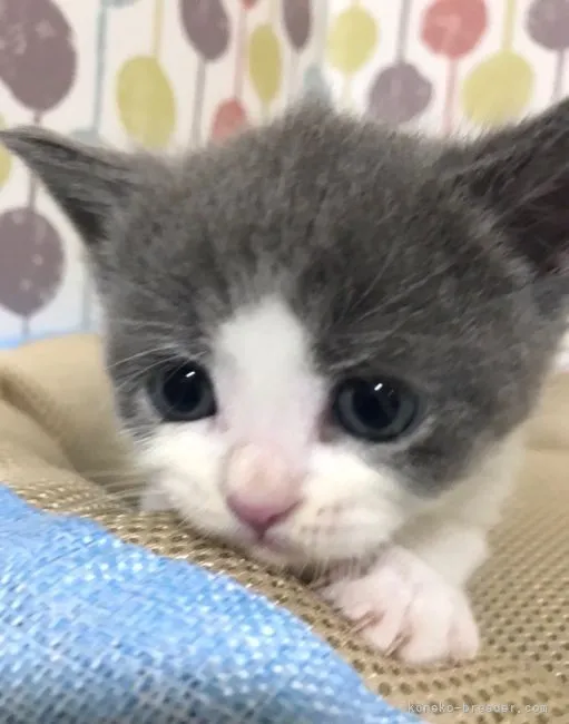 ID：2207-02244の子猫