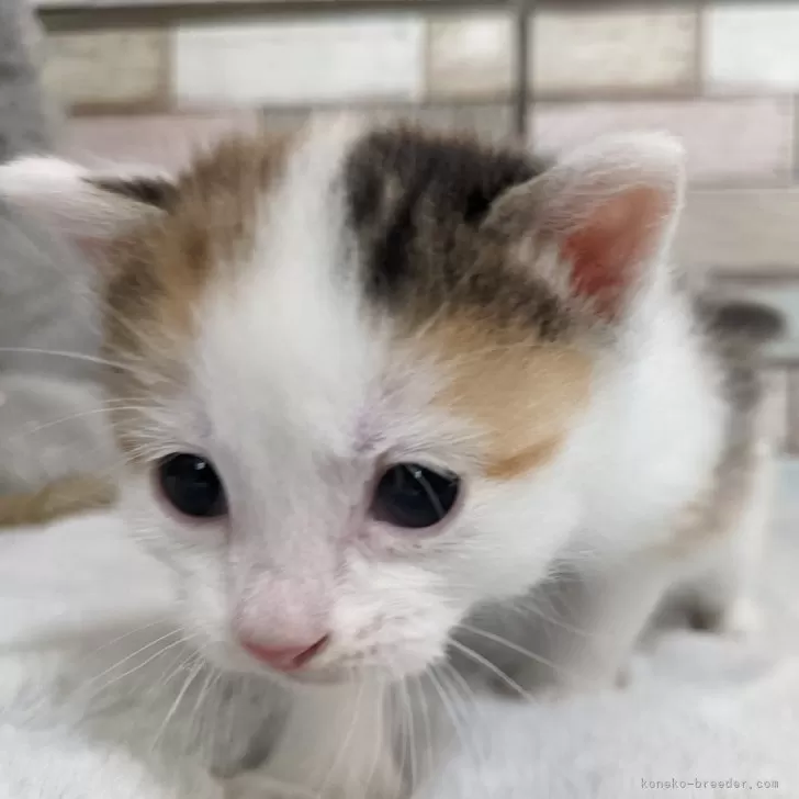 ID：2405-02000の子猫
