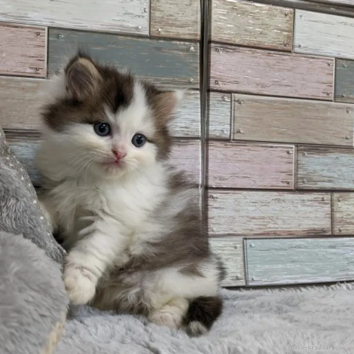 ID：2307-03222の子猫