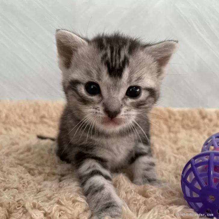 ID：2406-01379の子猫