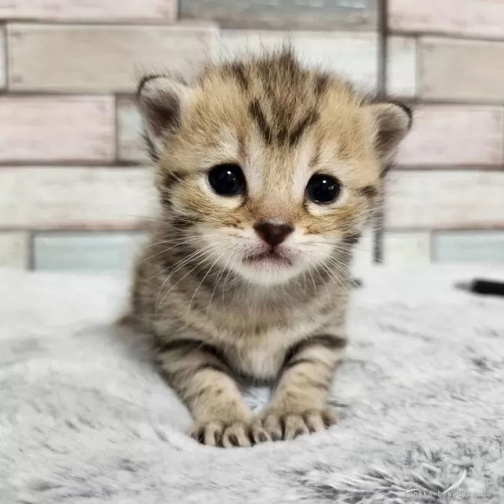 H.S 様のお迎えした子猫