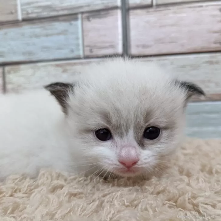 ID:2404-01947の子猫