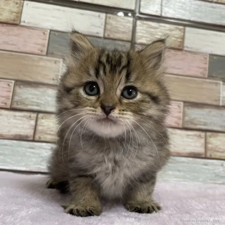 ID：2306-01358の子猫