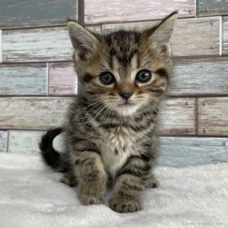 ID:2304-03179の子猫