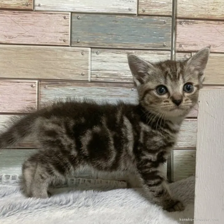 ID:2308-01537の子猫