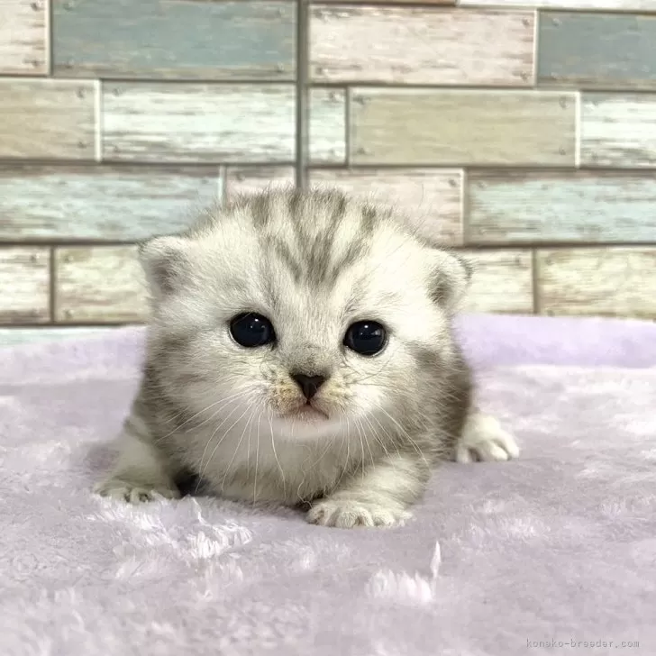 ID：2407-02475の子猫