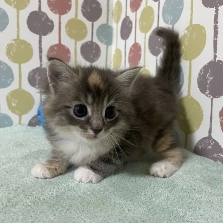 ID:2307-01281の子猫