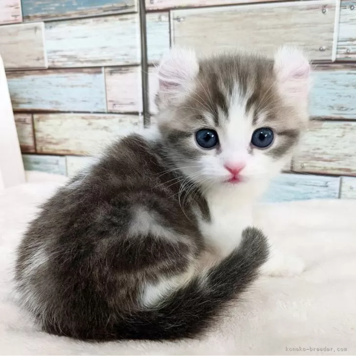 ID：2412-01063の子猫