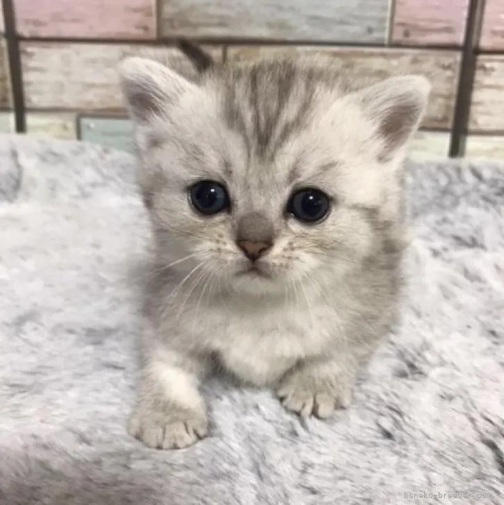 ID:2210-02332の子猫