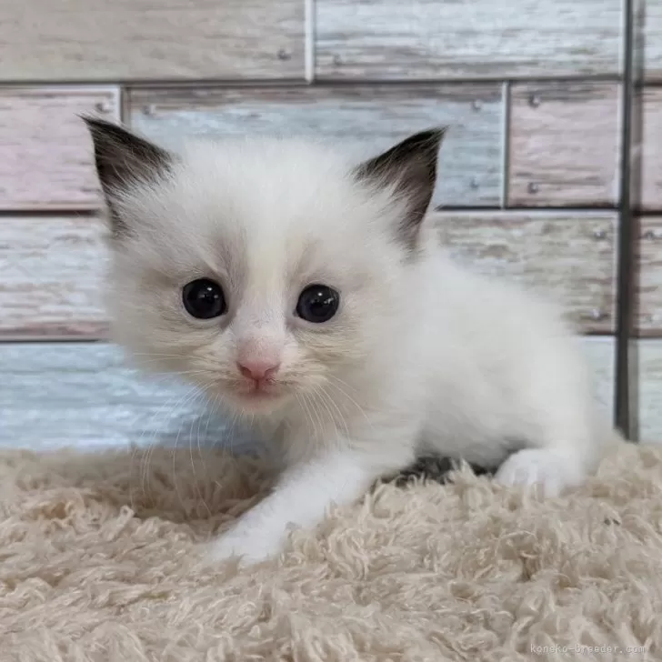 ID：2405-01475の子猫