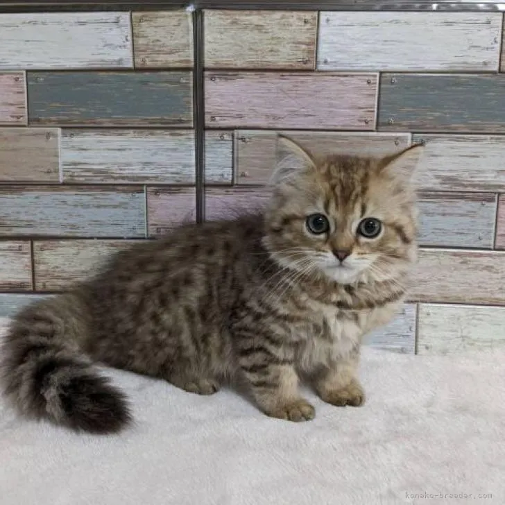 ID:2208-03241の子猫