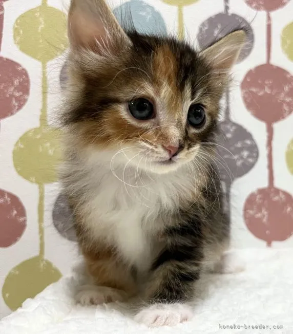 ID:2205-00524の子猫