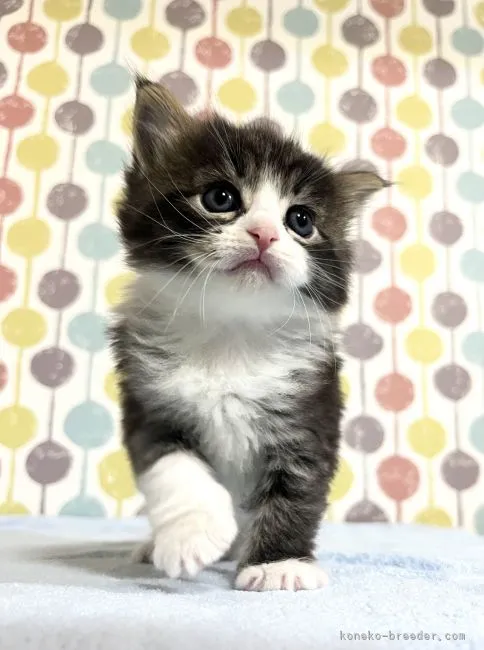 ID：2204-02101の子猫