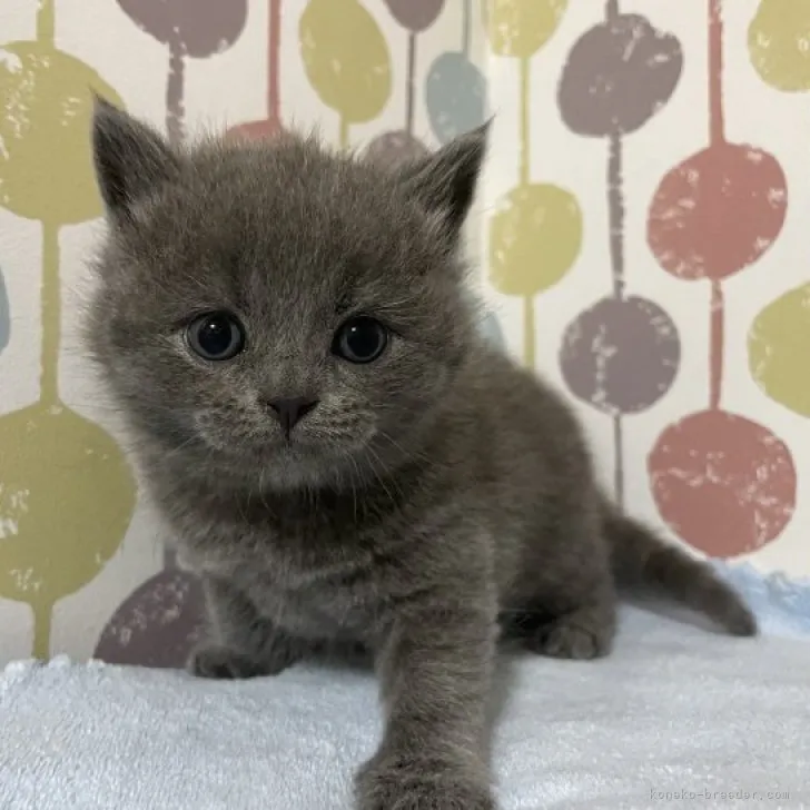 ID:2308-00489の子猫