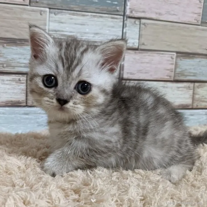 ID：2309-02949の子猫