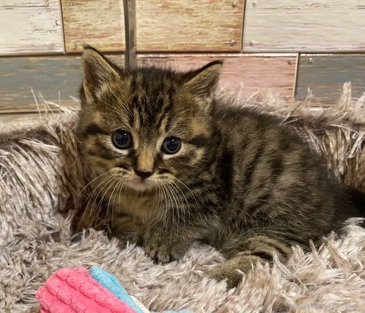 ID:2206-00045の子猫