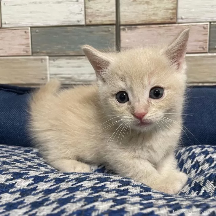 ID：2403-00999の子猫