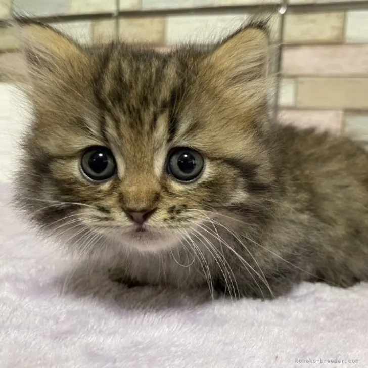 ID：2306-01365の子猫