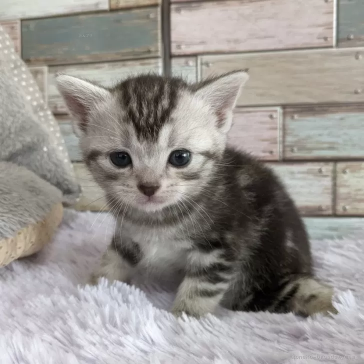 ID:2402-01272の子猫