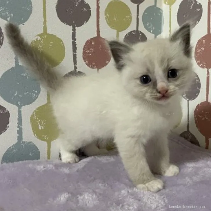 ID：2312-00377の子猫