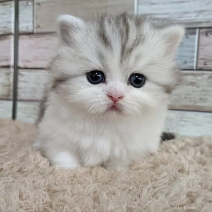 みゆパパ 様のお迎えした子猫