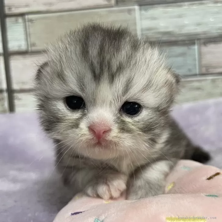 ID：2409-01281の子猫