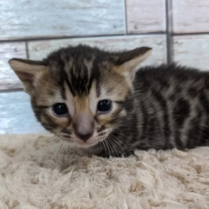 ID：2407-01303の子猫