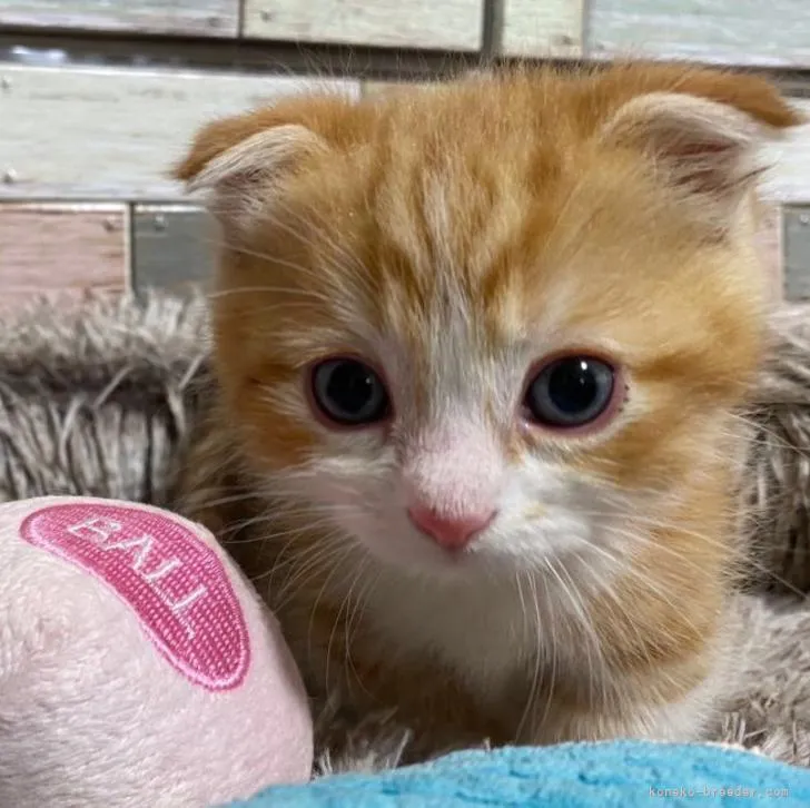ID：2207-01654の子猫