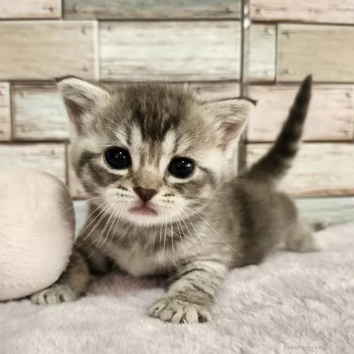 ID：2404-02732の子猫
