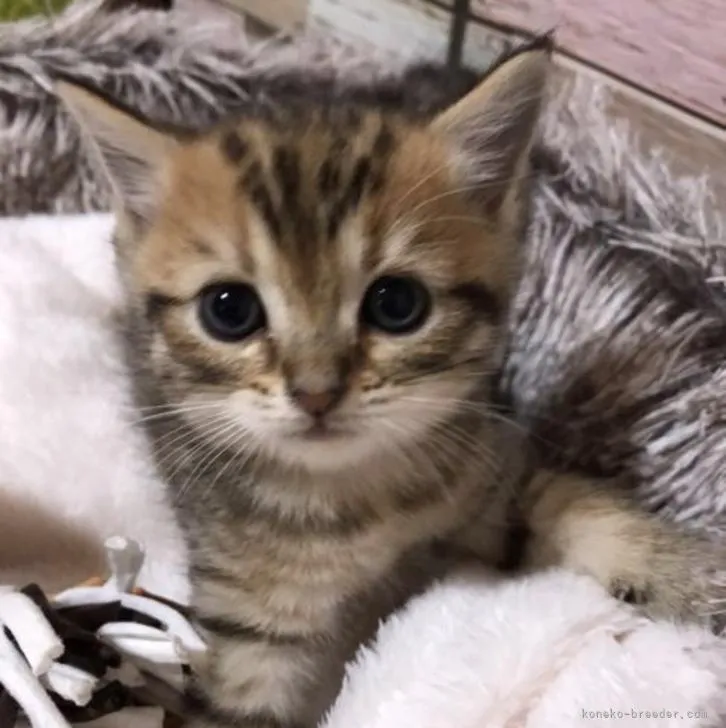 poosan 様のお迎えした子猫