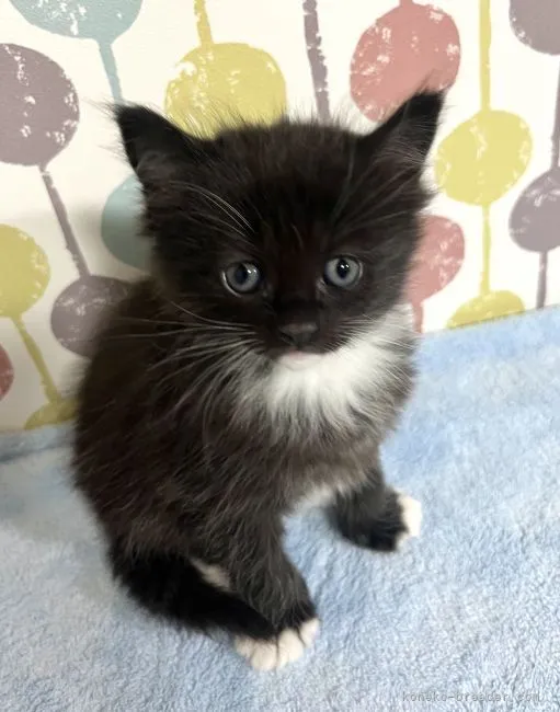ID:2204-02098の子猫