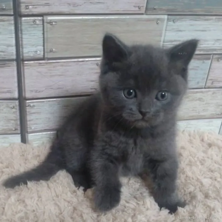 ID：2310-02943の子猫